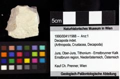 Foto (Objket + Etiketten) von Decapoda indet. 